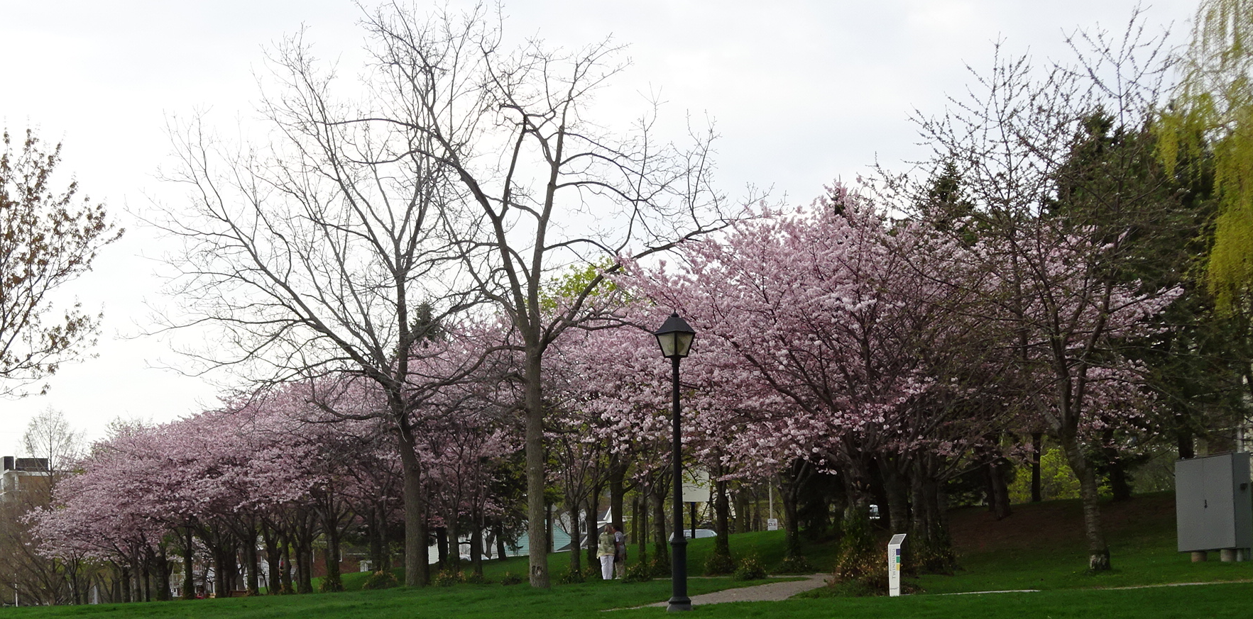 Cherry blossom trees in Spencer Smith park burst into bloom winter is over. « Burlington