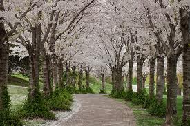 Spring trees will bloom in Itabashi, Japan and hopefully in Burlington as well.