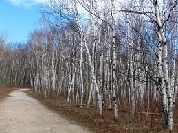 Mt Nemo - birch trees