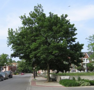 One of these will be saved – the others are to come down at a cost of $19,780. to the developer who will replace the trees when the two tower retirement home is completed.