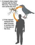 The West Nile virus is transferred from birds to mosquitoes who then transfer it to human beings.  There is no vaccine for the virus.