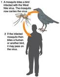 west nile transfer The West Nile virus is transferred from birds to mosquitoes who then transfer it to human beings. There is no vaccine for the virus.