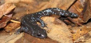 Salamander Jefferson