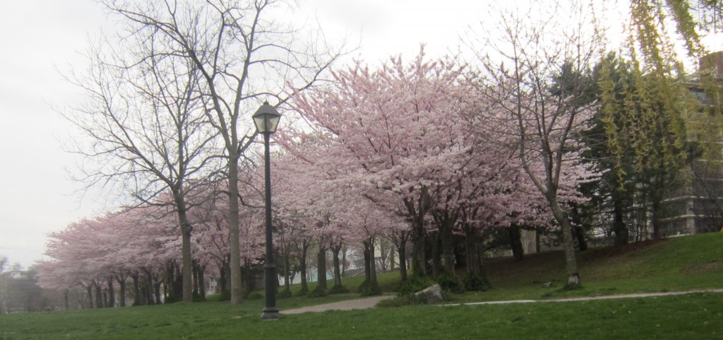 Cherry tree