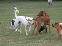 Dogs off leash in Central Park - if you have an opinion - speak up