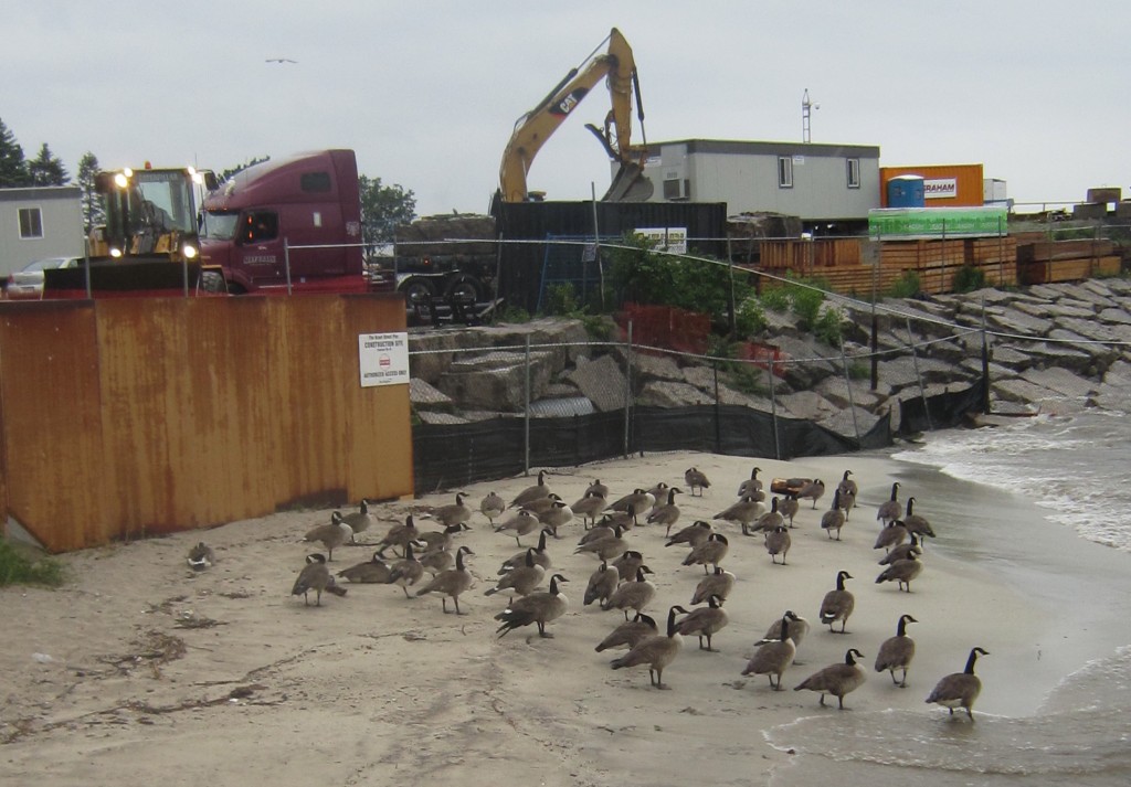 Pier geese on the mini beach