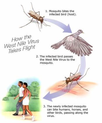 This is how the West Nile virus is transmitted..