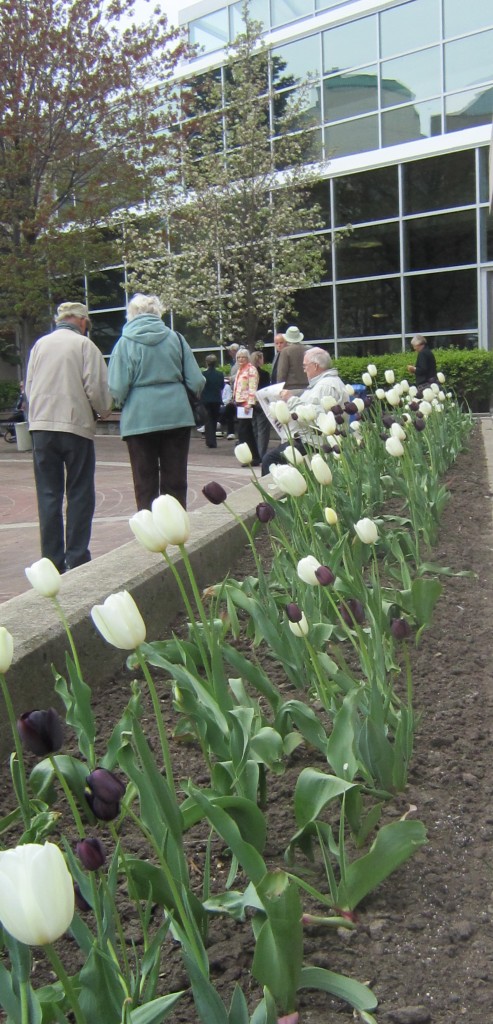 City hall tulips no pillars