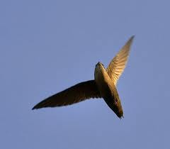 Swift - in full flight