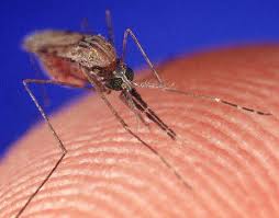 West Nile mosquito biting