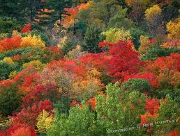 Fall colours