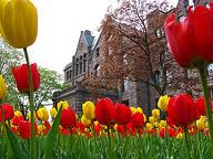 Queen's Park tulips