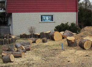 The tree was on private property. Should the owners have been required to get permission to cut it down? Is a bylaw needed for this kind of a situation?