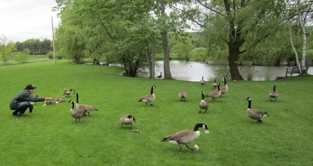 Air Park - Sheldon Barbara with geese