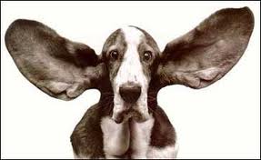 Ears - big ears on a dog