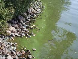 Blue green algae tends to float near the surface and wave action brings it close to shore.  Its colour makes it very easy to identify.  Exposure to the algae causes skin irritation.