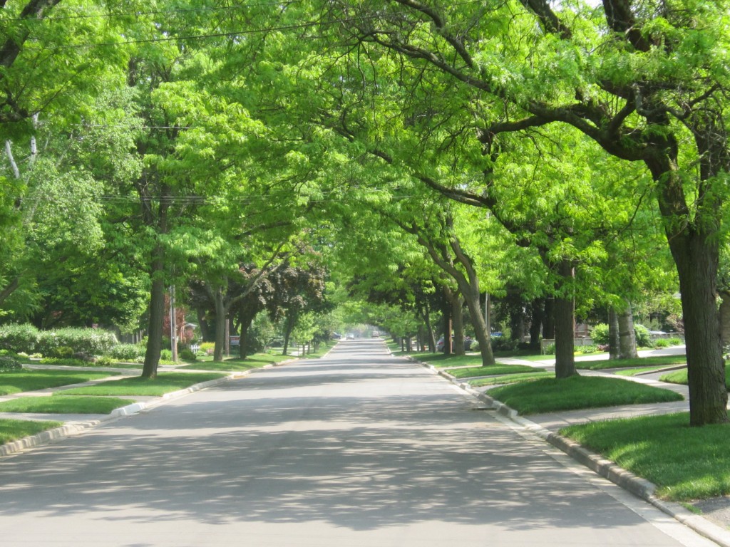 This is what most people in Burlington want; a gorgeous urban tree canopy that shades our streets, improves property values and gets some of the pollutants out of the air. But at the same time people want to be able to cut down a tree on their propeerty if they don't like them. We can't have it both ways - can we?