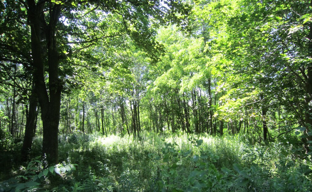 This glade of trees on the east side of City View Park is to be cleared of these trees to create space for the construction of Maintenance space. BurlingtonGreen didn't think this was necessary.