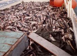 Cod fish catch