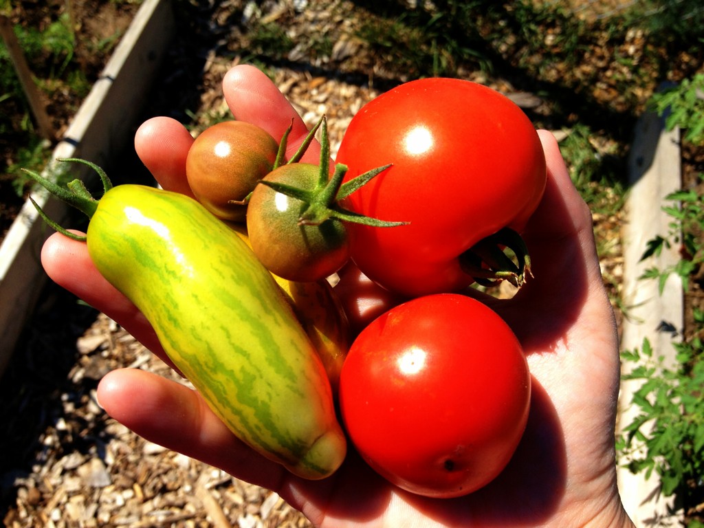 Cukes and tomatoes Michelle Gatien