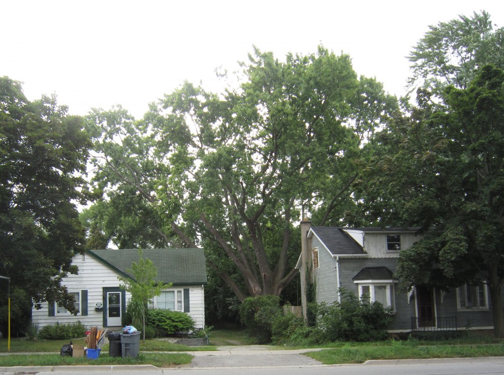 Trees New at Guelph - centre spot