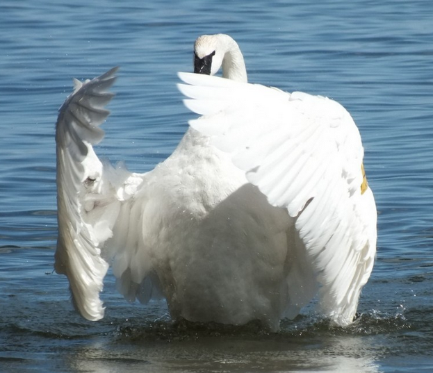 Trumpeter swan - magnificent creatures that many think need the marina space at LaSalle Park to survive the winters. Nonsense according the Marina Association.