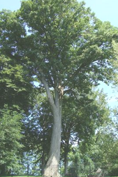 Roseland - massive tree