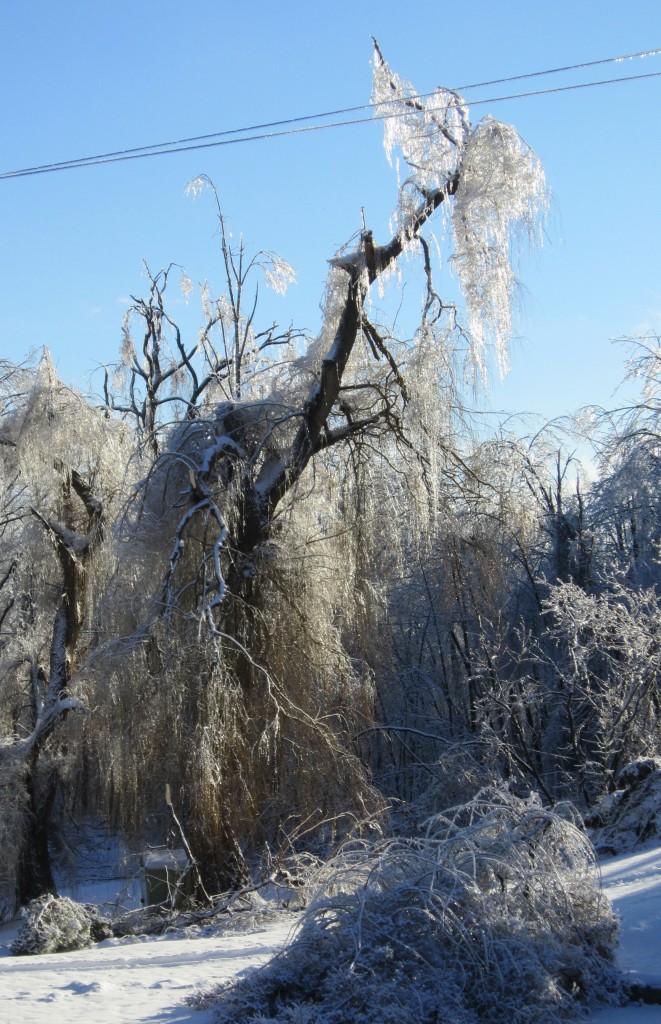 Tree and wires ice storm