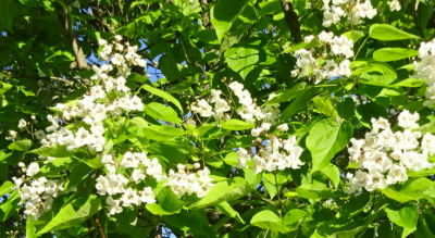 Tree flowering close up