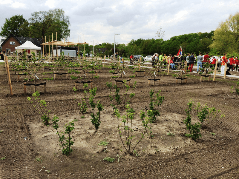 Apeldoorn community garden