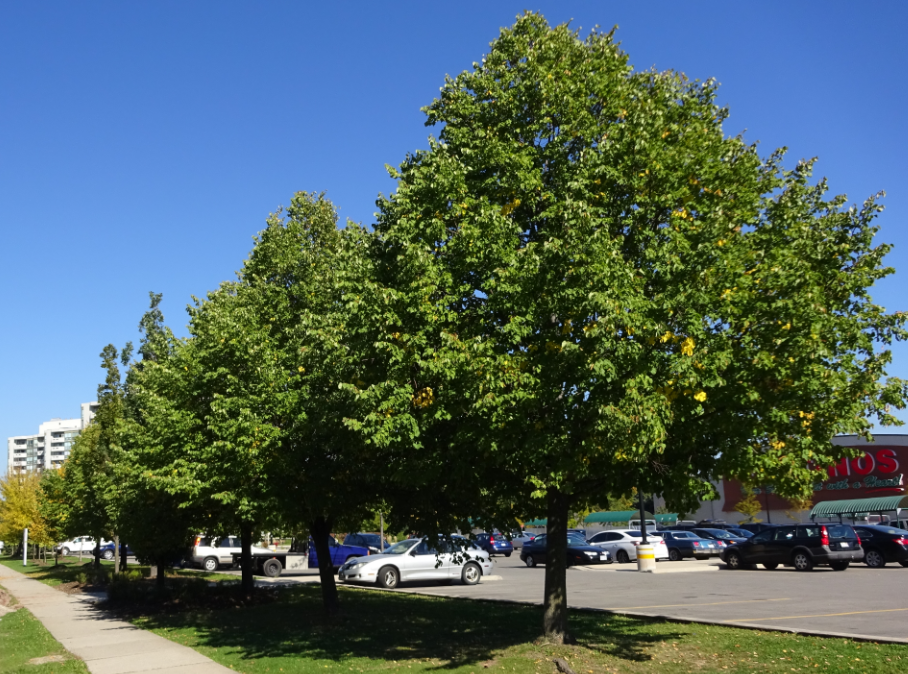 Appleby Village - trees on Pineland