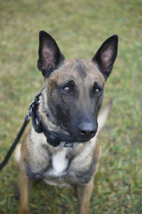 Arrow police service dog