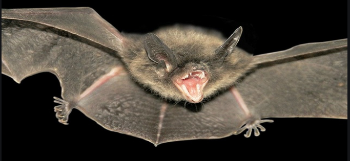 Bat rabid flying