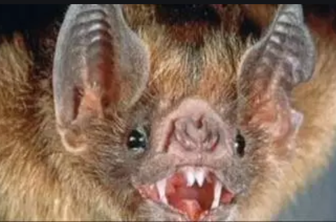 Bat rabid