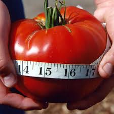 Big tomato # 2