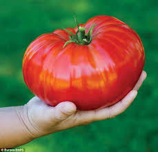 Big tomato #3