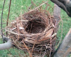 Birds nest