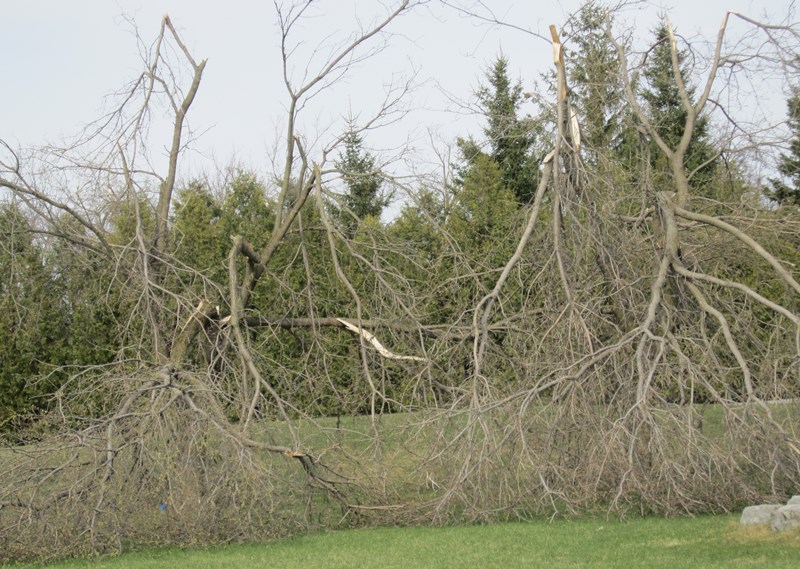 Brush clean up - broken trees