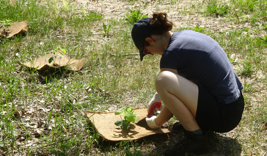 Burlington green - girl planting shrubs