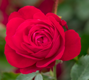 Canadian shield rose