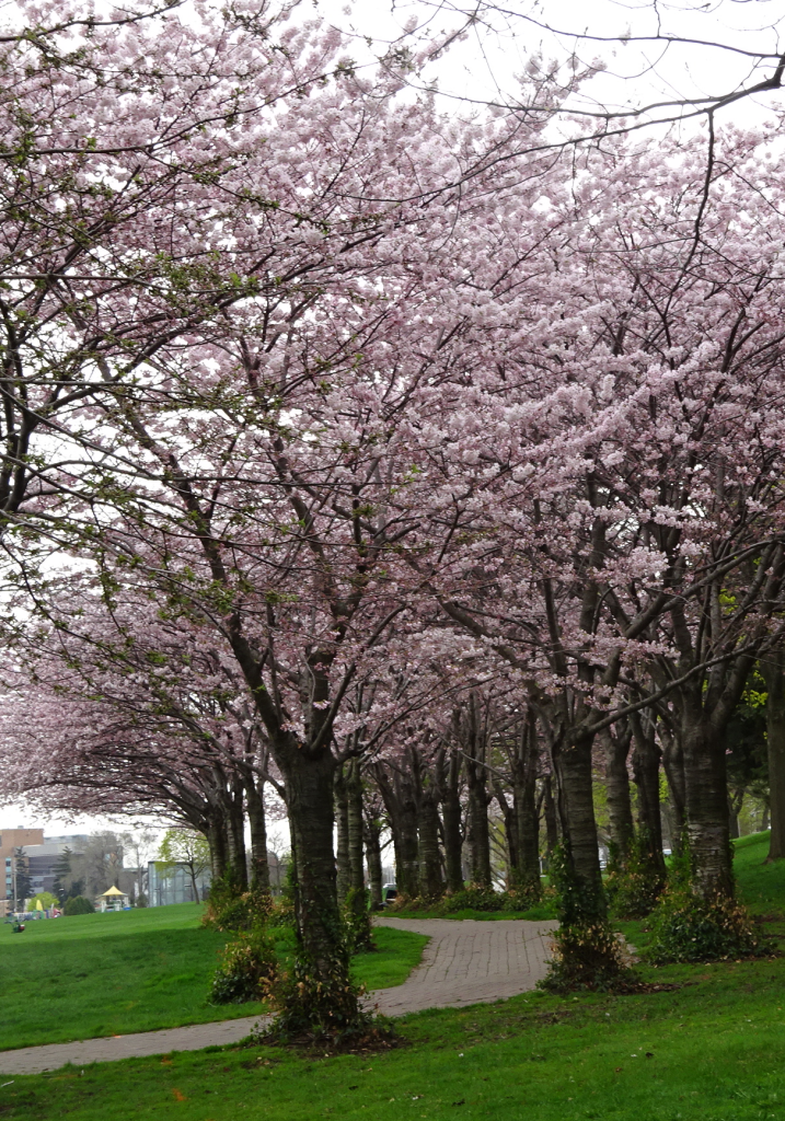 Cherry Blossom aisle