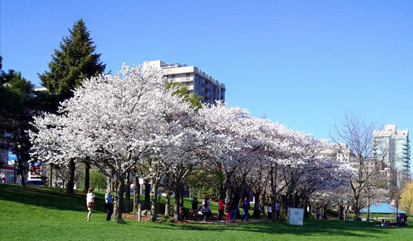 Cherry Blossom spencer Smith park
