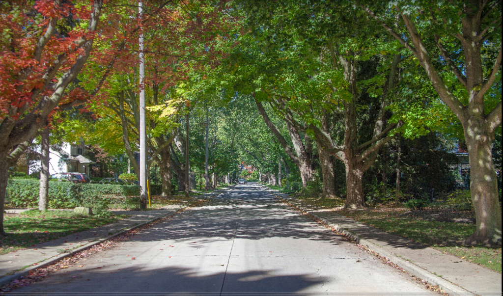 City tree photo