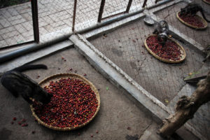 BONDOWOSO, EAST JAVA, INDONESIA - AUGUST 11: Civets is eating coffee during the production of Civet coffee, the world's most expensive coffee in Bondowoso on August 11, 2009 in East Java, near Surabaya, Indonesia. The coffee, also known as Kopi Luwak, is produced by the civet (a small squirrel-like arboreal mammal) which eats the coffee berries or red coffee cherries, the beans inside which pass through its digestive tract, expelling them undigested as faeces. The faeces are then cleaned, dried and lightly roasted to make the coffee. Coffee from Indonesian civets is considered to have the best aroma, and it is the unique enzymes in the civet's stomach which give coffee its bitter taste. It retails for USD100 to USD600 per pound but only around 1000 pounds make it to market each year and supply is very limited. A small coffee house (Heritage Tea Rooms) near Townsville sells the coffee for AUD50 per cup, alongside limited international stores such as Selfridges in London. (Photo by Ulet Ifansasti/Getty Images)