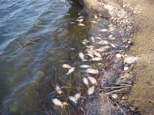 DEAD fish in pond  at shore - longer view April 2014 (5)