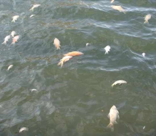 Dead fish in Sheldon pond
