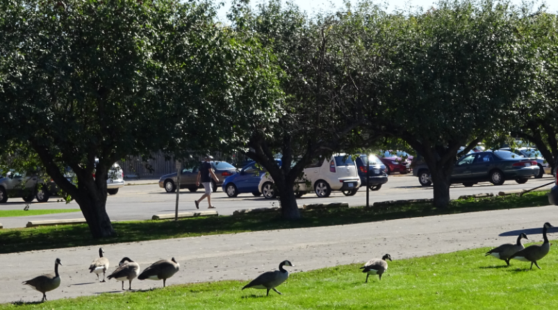 Geese on Guelph Line and the apple trees