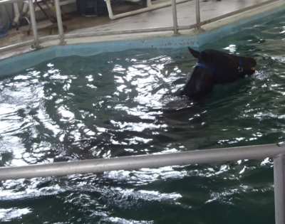 Horse swimming