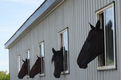 Horses at windows