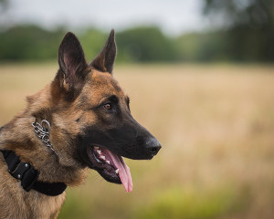Jax Police service dog